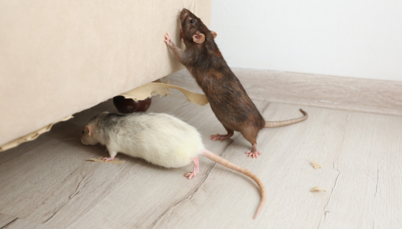 Grâce à Sherlock Détecte, débarrassez-vous des souris présentes dans votre appartement !